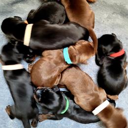 Doberman Pinscher Puppies from Maris Stella Kennel