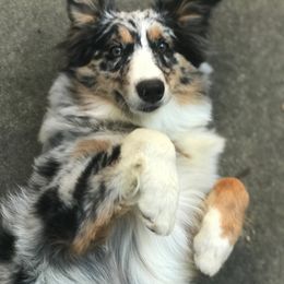 Australian Shepherd and Miniature Australian Shepherd Puppies from Holly Spring Farm Australian Shepherds