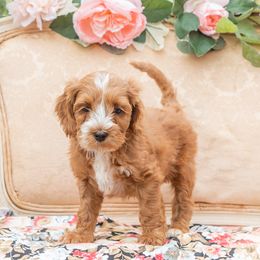 Scarlet - Red Australian Labradoodle puppy in Statesville, North Carolina from Rose Cottage Labradoodles