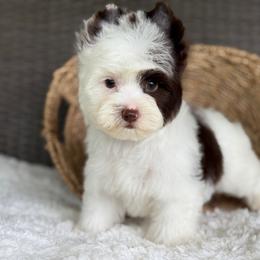 Splash - Chocolate, tan and white male Yorkshire Terrier puppy in Hardin, Texas from Katrinas puppies