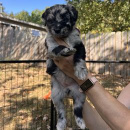 Sapphire - Blue merle female Aussiedoodle puppy in Grand Haven, Michigan from Happy Hippy Doodles