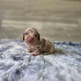 Fred - Dapple male Dachshund puppy in Indianapolis, Indiana from Homegrown Hoosier Kennels