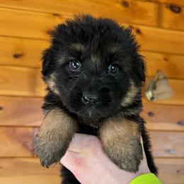 Indie - Black and red female German Shepherd puppy in Garland, Maine from Vom Schön Traumhund