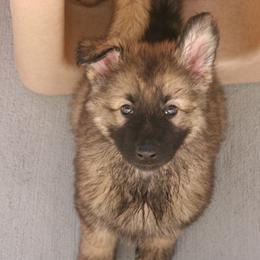 Shiloh Shepherd Puppies from Solace Shilohs