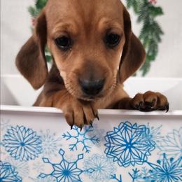 Autumn - Red female Dachshund puppy in Anaconda, Montana from Williams Family Dachshunds