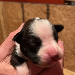Boxer Puppies from Teressa's Boxers