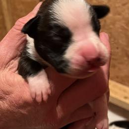 Boxer Puppies from Teressa's Boxers