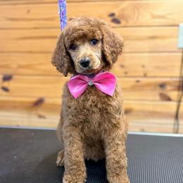 Neon Green Collar - Red  female Poodle puppy in Henagar, Alabama from Windy Oak Kennels