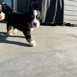 Green Male Tater - Black rust and white male Bernese Mountain Dog puppy in Benton City, Washington from Benton County Berners