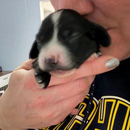 Female 1 on hold until 4-12-26 - Black female Dachshund puppy in Erie, Michigan from Champagne’s Grinch Toe’d Dachshunds