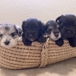 Miniature Schnauzer Puppies from Miniature Schnauzer Paradise llc