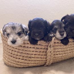 Miniature Schnauzer Puppies from Miniature Schnauzer Paradise llc