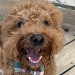 Sock - Goldendoodle