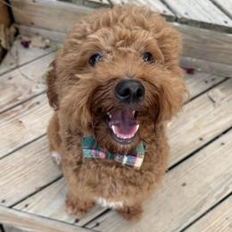 Sock - Goldendoodle