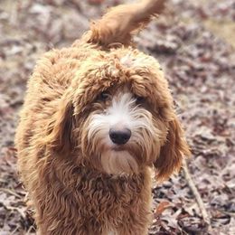 Stella - Goldendoodle