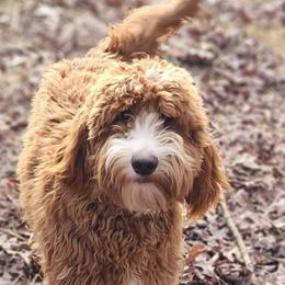 Stella - Goldendoodle