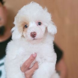Boy 2 - White male Poodle puppy in Lawton, Oklahoma from My Precious Toy Poodles