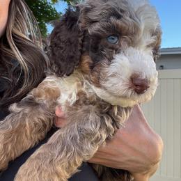 Rhett BLUE EYES - Chocolate merle male Bernedoodle puppy in Horseshoe Bend, Idaho from Over the Moon Poodles and Doodles