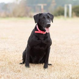 Missy - Labrador Retriever