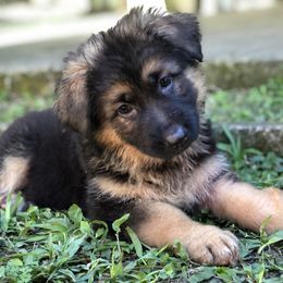 German Shepherd Puppies from Zwinger vom Schneider Wald