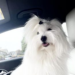 Muñeca - Coton de Tulear