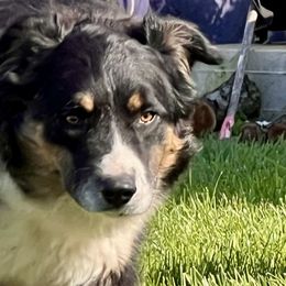 Raven - Australian Shepherd