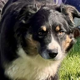 Raven - Australian Shepherd
