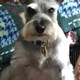 Miniature Schnauzer Puppies from Pierhaus Minature Schnauzers