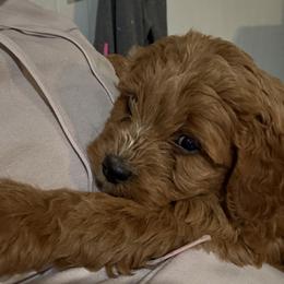 Lily - Red female Cavapoo puppy in Osseo, Michigan from Smiths Fluffy butts