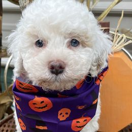 Rory - Cream female Goldendoodle puppy in Home, Pennsylvania from Plum Creek Acres Next Generation