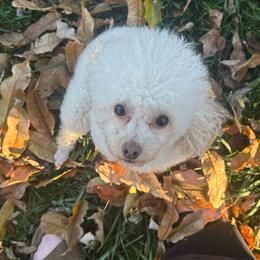 Lydia - Cream female Poodle puppy in Jonesborough, Tennessee from 5AFarms