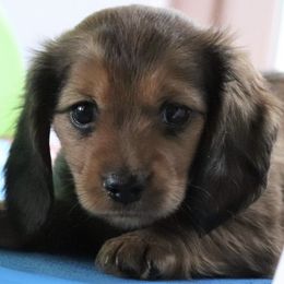 Dachshunds from Barbara's Dachshunds
