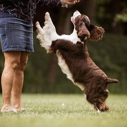 English Springer Spaniel Puppies from Foxboro Farm