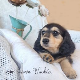 Wanderer - Black and cream female Dachshund puppy in Grants Pass, Oregon from vom Treuen Wachter