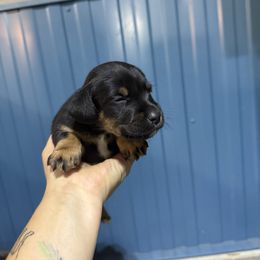 Boy 2 - White and black male Russell Terrier puppy in Great Falls, Montana from VS Golden Fields