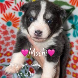 Mochi - Blue female Pomsky puppy in Centerville, Iowa from LJ Kennels Pomskies, LLC