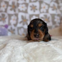 Rooster - Dapple male Dachshund puppy in Morristown, Tennessee from Hillside Hounds