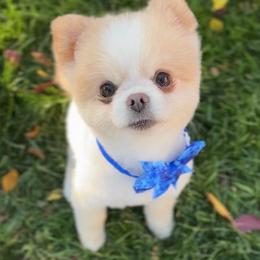 Leo - Pomeranian