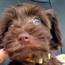 Havanese, Miniature Schnauzers, Poodles, and Schnoodles from Mashburns Little Munchkins