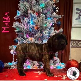 Malibu - Tiger female Perro de Presa Canario puppy in Horizon, Texas from Mesquite Creek Kennels