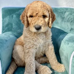 Sugar - Merle female Goldendoodle puppy in De Bary, Florida from Lena’s “Christmas Cookies”