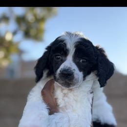 Celeste - Parti female Poodle puppy in Corona, California from Garden Of Poodles