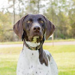 Mabel - German Shorthaired Pointer