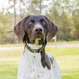 Mabel - German Shorthaired Pointer