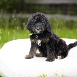 Green collar - Phantom male Bernedoodle puppy in Spokane, Washington from Doodle Love