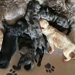 Girl 4 - Black female Goldendoodle puppy in Greenville, South Carolina from Law Doodles of SC