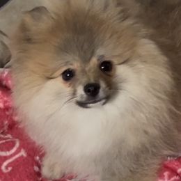 Jolie - Orange female Pomeranian puppy in Burton, Michigan from Ranger's Pomeranians