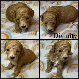 Divinity - Red  male Poodle puppy in Wheatland, California from Sapphire Ridge Poodles