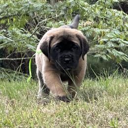 Mastiff Puppies from Beaver Creek Mastiffs
