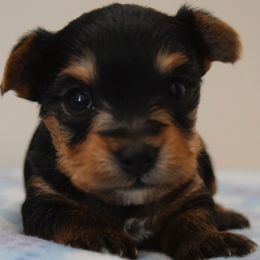 Yorkshire Terrier puppies from Lil Pawsome Puppies, LLC
